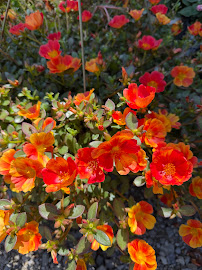 Bright orange portulaca flowers in the market's plant section